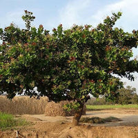 Meet Anacardium orridentale. The common name for this is Cashew Nut Tree. Stargazer Exotics is proud to offer the freshest of rare plant seeds. Other Common names for this rare Other Rare Plants are:Anacardium occidentale, Cashew Nut Tree, Mara��n. Check this Cashew Nut Tree (Anacardium orridentale) out along with all of our Other Rare Plants seeds here at Stargazer Exotics. We ship these Other Rare Plants seeds from Canada to anywhere in the World.
