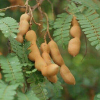 Meet Tamarindus indica. The common name for this is Tamarind. Stargazer Exotics is proud to offer the freshest of rare plant seeds. Other Common names for this rare Other Rare Plants are : Indian Date, Sweet Tamarind, Tamarindo, Tamarindus Indica. Check this Tamarind (Tamarindus indica) out along with all of our Other Rare Plants seeds here at Stargazer Exotics. We ship these Other Rare Plants seeds from Canada to anywhere in the World.
