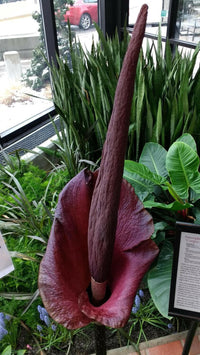 Meet Amorphophallus konjac. The common name for this is Devil's Tongue. Stargazer Exotics is proud to offer the freshest of rare plant seeds. Other Common names for this rare Other Rare Plants are: Devil's Tongue - Voodoo Lily, Snake Lily, Black Dragon. Check this Devil's Tongue (Amorphophallus konjac) out along with all of our Other Rare Plants seeds here at Stargazer Exotics. We ship these Other Rare Plants seeds from Canada to anywhere in the World.
