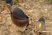 Meet Amorphophallus paeoniifolius. The common name for this is Darkside Lily . Stargazer Exotics is proud to offer the freshest of rare plant seeds. Other Common names for this rare Other Rare Plants are: Darkside Lily - Dark Calla Lily, Almost Black Lily, Black Forest Lily. Check this Darkside Lily (Amorphophallus paeoniifolius) out along with all of our Other Rare Plants seeds here at Stargazer Exotics. We ship these Other Rare Plants seeds from Canada to anywhere in the World.
