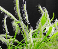 Meet Drosera capensis "alba". The common name for this is Albino Cape Sundew. Stargazer Exotics is proud to offer the freshest of rare plant seeds. Other Common names for this rare Carnivorous Plant are: Albino Cape Sundew, White Cape Sundew, Cape Sundew. Check this Albino Cape Sundew (Drosera capensis "alba") out along with all of our other Carnivorous Plants seeds here at Stargazer Exotics. We ship these Carnivorous Plants seeds from Canada to anywhere in the World.