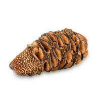 Banksia Cone | reptile and terrarium supplies