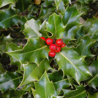 Meet Ilex aquifolium. The common name for this is Christmas Holly. Stargazer Exotics is proud to offer the freshest of rare plant seeds. Other Common names for this rare Other Rare Plants are: English holly, American holly, European holly, inkberry, winterberry, possumhaw, yaupon. Check this Christmas Holly (Ilex aquifolium) out along with all of our Other Rare Plants seeds here at Stargazer Exotics. We ship these Other Rare Plants seeds from Canada to anywhere in the World.
