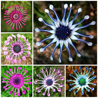 Meet Osteospermum. The common name for this is Whirlygig African Cape Daisy - Mixed Colours. Stargazer Exotics is proud to offer the freshest of rare plant seeds. Other Common names for this rare Other Rare Plants are: Cape Marigold, African Daisy, Gousblom. Check this Whirlygig African Cape Daisy - Mixed Colours (Osteospermum) out along with all of our Other Rare Plants seeds here at Stargazer Exotics. We ship these Other Rare Plants seeds from Canada to anywhere in the World.
