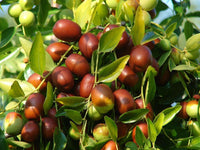 Meet Ziziphus Jujuba. The common name for this is Chinese Red Jujube Dates. Stargazer Exotics is proud to offer the freshest of rare plant seeds. Other Common names for this rare Other Rare Plants are: Chinese date, red date, jujube fruit, Korean date, Indian date, anab, ber. Check this Chinese Red Jujube Dates (Ziziphus Jujuba) out along with all of our Other Rare Plants seeds here at Stargazer Exotics. We ship these Other Rare Plants seeds from Canada to anywhere in the World.
