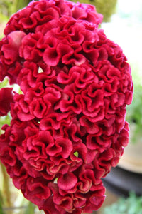 Meet Celosia plumosa. The common name for this is Tornado Red Giant Cockscomb. Stargazer Exotics is proud to offer the freshest of rare plant seeds. Other Common names for this rare Other Rare Plants are : Plume celosia, velvet cockscomb, woolflower. Check this Tornado Red Giant Cockscomb (Celosia plumosa) out along with all of our Other Rare Plants seeds here at Stargazer Exotics. We ship these Other Rare Plants seeds from Canada to anywhere in the World.
