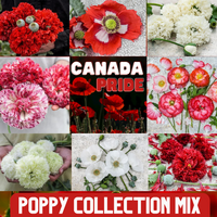 Meet Papaver sp. The common name for this is Poppy Mix - Pride of Canada - Red and White. Stargazer Exotics is proud to offer the freshest of rare plant seeds. Other Common names for this rare Other Rare Plants are: Pride of Canada, Poppy mix, Red and white poppies. Check this Poppy Mix - Pride of Canada - Red and White (Papaver sp.) out along with all of our Other Rare Plants seeds here at Stargazer Exotics. We ship these Other Rare Plants seeds from Canada to anywhere in the World.
