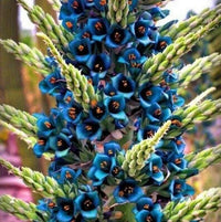 Meet Puya Berteroniana. The common name for this is Turquoise Puya. Stargazer Exotics is proud to offer the freshest of rare plant seeds. Other Common names for this rare Bromeliad are:Puya berteroniana, turquoise puya, blue torch. Check this Turquoise Puya (Puya Berteroniana) out along with all of our other Bromeliads plant seeds here at Stargazer Exotics. We ship these Bromeliads seeds from Canada to anywhere in the World.
