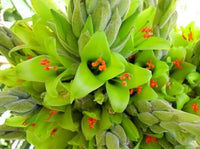 Meet Puya chilensis. The common name for this is Green Chilean Puya. Stargazer Exotics is proud to offer the freshest of rare plant seeds. Other Common names for this rare Bromeliad are: Puya coerulea, Sapphire Tower, Blue Puya. Check this Green Chilean Puya (Puya chilensis) out along with all of our other Bromeliads plant seeds here at Stargazer Exotics. We ship these Bromeliads seeds from Canada to anywhere in the World.