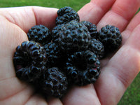 Meet Rubus leucodermis. The common name for this is Black Raspberries. Stargazer Exotics is proud to offer the freshest of rare plant seeds. Other Common names for this rare Other Rare Plants are: Black Raspberries, Blackcap Raspberry, Rubus occidentalis. Check this Black Raspberries  (Rubus leucodermis) out along with all of our other Other Rare Plants plant seeds here at Stargazer Exotics. We ship these Other Rare Plants seeds from Canada to anywhere in the World.
