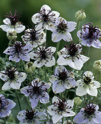 Meet Nigella papillosa. The common name for this is Love-in-a-Mist 'African Bride'. Stargazer Exotics is proud to offer the freshest of rare plant seeds. Other Common names for this rare Other Rare Plants are : Nigella, Devil in the Bush, Love in a Puff, Lady in the Green. Check this Love-in-a-Mist 'African Bride' (Nigella papillosa) out along with all of our Other Rare Plants seeds here at Stargazer Exotics. We ship these Other Rare Plants seeds from Canada to anywhere in the World.
