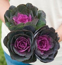 Meet Brassica oleracea. The common name for this is Ornamental Kale Crane Red. Stargazer Exotics is proud to offer the freshest of rare plant seeds. Other Common names for this rare Other Rare Plants are :Feathered Queen, Peacock Kale, Crane Kale, Plumed Kale, Feathered Cabbage. Check this Ornamental Kale Crane Red (Brassica oleracea) out along with all of our Other Rare Plants seeds here at Stargazer Exotics. We ship these Other Rare Plants seeds from Canada to anywhere in the World.
