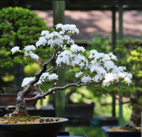 Meet Prunus mahaleb. The common name for this is St. Lucie Cherry  Bonsai Tree. Stargazer Exotics is proud to offer the freshest of rare plant seeds. Other Common names for this rare Other Rare Plants are :Acerola Cherry, Barbados Cherry, West Indian Cherry, Antilles Cherry. Check this St. Lucie Cherry  Bonsai Tree (Prunus mahaleb) out along with all of our Other Rare Plants seeds here at Stargazer Exotics. We ship these Other Rare Plants seeds from Canada to anywhere in the World.
