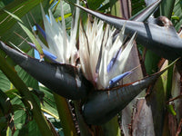 Meet Strelitzia Nicola. The common name for this is Giant White Bird of Paradise. Stargazer Exotics is proud to offer the freshest of rare plant seeds. Other Common names for this rare Other Rare Plants are: Giant White Bird of Paradise, White Bird of Paradise, Giant Bird of Paradise, Strelitzia. Check this Giant White Bird of Paradise (Strelitzia Nicola) out along with all of our Other Rare Plants seeds here at Stargazer Exotics. We ship these Other Rare Plants seeds from Canada to anywhere in the World.