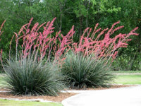 Meet Hesperaloe parviflora. The common name for this is Red Yucca - Hesper Aloe. Stargazer Exotics is proud to offer the freshest of rare plant seeds. Other Common names for this rare Succulent are: Coral Yucca, Red-flowered aloe. Check this Red Yucca - Hesper Aloe (Hesperaloe parviflora) out along with all of our other Succulent plant seeds here at Stargazer Exotics. We ship these Succulent seeds from Canada to anywhere in the World.
