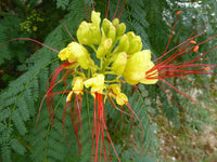 Meet Caesalpinia gilliesii. The common name for this is Bird of Paradise Shrub. Stargazer Exotics is proud to offer the freshest of rare plant seeds. Other Common names for this rare Other Rare Plants are:  Bird of Paradise Shrub, Crane Flower, Strelitzia. Check this Bird of Paradise Shrub (Caesalpinia gilliesii) out along with all of our other Other Rare Plants plant seeds here at Stargazer Exotics. We ship these Other Rare Plants seeds from Canada to anywhere in the World.
