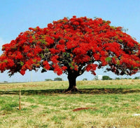 Meet Delonix regia. The common name for this is Flamboyant Flame Tree. Stargazer Exotics is proud to offer the freshest of rare plant seeds. Other Common names for this rare Other Rare Plants are:  Royal Poinciana, Flame Tree. Check this Flamboyant Flame Tree  (Delonix regia) out along with all of our Other Rare Plants seeds here at Stargazer Exotics. We ship these Other Rare Plants seeds from Canada to anywhere in the World.
