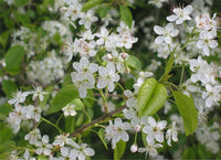 Meet Prunus mahaleb. The common name for this is St. Lucie Cherry Tree. Stargazer Exotics is proud to offer the freshest of rare plant seeds. Other Common names for this rare Other Rare Plants are :Acerola Cherry, Barbados Cherry, West Indian Cherry, Antilles Cherry. Check this St. Lucie Cherry Tree (Prunus mahaleb) out along with all of our Other Rare Plants seeds here at Stargazer Exotics. We ship these Other Rare Plants seeds from Canada to anywhere in the World.
