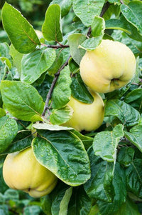 Meet Cydonia Oblonga. The common name for this is Quince Fruit Tree. Stargazer Exotics is proud to offer the freshest of rare plant seeds. Other Common names for this rare Other Rare Plants are: Cydonia oblonga, Quince. Check this Quince Fruit Tree (Cydonia Oblonga) out along with all of our Other Rare Plants seeds here at Stargazer Exotics. We ship these Other Rare Plants seeds from Canada to anywhere in the World.
