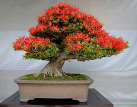 Meet Delonix regia. The common name for this is Flamboyant Flame Bonsai Tree. Stargazer Exotics is proud to offer the freshest of rare plant seeds. Other Common names for this rare Other Rare Plants are:  Royal Poinciana, Flame Tree. Check this Flamboyant Flame Bonsai Tree  (Delonix regia) out along with all of our Other Rare Plants seeds here at Stargazer Exotics. We ship these Other Rare Plants seeds from Canada to anywhere in the World.
