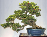 Meet Carissa macrocarpa. The common name for this is Natal Plum Bonsai Tree. Stargazer Exotics is proud to offer the freshest of rare plant seeds. Other Common names for this rare Other Rare Plants are : Natal Plum - Carissa macrocarpa. Check this Natal Plum Bonsai Tree (Carissa macrocarpa) out along with all of our Other Rare Plants seeds here at Stargazer Exotics. We ship these Other Rare Plants seeds from Canada to anywhere in the World.
