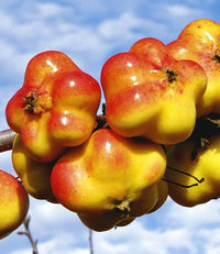 Meet Malus domestica. The common name for this is Star Apple - Api Etoile Apple. Stargazer Exotics is proud to offer the freshest of rare plant seeds. Other Common names for this rare Other Rare Plants are : Star Apple, Chrysophyllum cainito, Caimito, Golden Leaf Tree. Check this Star Apple - Api Etoile Apple (Malus domestica) out along with all of our Other Rare Plants seeds here at Stargazer Exotics. We ship these Other Rare Plants seeds from Canada to anywhere in the World.
