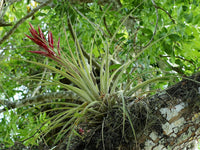 Meet Tillandsia Fasciculata. The common name for this is Giant Cardinal Airplant. Stargazer Exotics is proud to offer the freshest of rare plant seeds. Other Common names for this rare Airplant are: Cardinal Airplant, Giant Cardinal Airplant, Purple Giant, Purple Blushing, Purple Rain, Tillandsia. Check this Giant Cardinal Airplant  (Tillandsia Fasciculata) out along with all of our other Airplants plant seeds here at Stargazer Exotics. We ship these Airplants seeds from Canada to anywhere in the World.