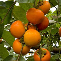 Meet Diospyros kaki. The common name for this is Japanese Persimmon. Stargazer Exotics is proud to offer the freshest of rare plant seeds. Other Common names for this rare Other Rare Plants are : Diospyros kaki. Check this Japanese Persimmon (Diospyros kaki) out along with all of our Other Rare Plants seeds here at Stargazer Exotics. We ship these Other Rare Plants seeds from Canada to anywhere in the World.