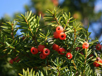 Meet Taxus Cuspidata. The common name for this is Japanese Yew. Stargazer Exotics is proud to offer the freshest of rare plant seeds. Other Common names for this rare Other Rare Plants are : Taxus Cuspidata, Spreading Yew. Check this Japanese Yew (Taxus Cuspidata) out along with all of our Other Rare Plants seeds here at Stargazer Exotics. We ship these Other Rare Plants seeds from Canada to anywhere in the World.