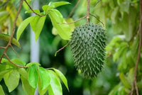 Meet Annona Muricata. The common name for this is Soursop. Stargazer Exotics is proud to offer the freshest of rare plant seeds. Other Common names for this rare Other Rare Plants are : Guanabana, Brazilian Pawpaw, Corossol, Graviola, Custard Apple. Check this Soursop  (Annona Muricata) out along with all of our Other Rare Plants seeds here at Stargazer Exotics. We ship these Other Rare Plants seeds from Canada to anywhere in the World.
