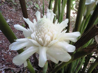 Meet Etlingera Elatior "White". The common name for this is Torch Ginger 'White''. Stargazer Exotics is proud to offer the freshest of rare plant seeds. Other Common names for this rare Other Rare Plants are :Bunga Kantan, wild ginger, Philippine wax flower. Check this Torch Ginger 'White' (Etlingera Elatior "White") out along with all of our Other Rare Plants seeds here at Stargazer Exotics. We ship these Other Rare Plants seeds from Canada to anywhere in the World.
