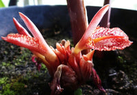 Meet Zingiber Rubens. The common name for this is Bengal Ginger. Stargazer Exotics is proud to offer the freshest of rare plant seeds. Other Common names for this rare Other Rare Plants are: Bengal Ginger, Torch Ginger, Philippine Waxflower. Check this Bengal Ginger (Zingiber Rubens) out along with all of our other Other Rare Plants plant seeds here at Stargazer Exotics. We ship these Other Rare Plants seeds from Canada to anywhere in the World.
