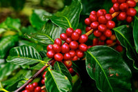 Meet Coffea Arabica. The common name for this is Arabian Coffee - Arabica Coffee Beans. Stargazer Exotics is proud to offer the freshest of rare plant seeds. Other Common names for this rare Other Rare Plants  are: Coffee Plant, Coffea Arabica. Check this Arabian Coffee - Arabica Coffee Beans (Coffea Arabica) out along with all of our other Other Rare Plants plant seeds here at Stargazer Exotics. We ship these Other Rare Plants seeds from Canada to anywhere in the World.
