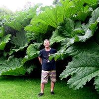 Meet Gunnera manicata. The common name for this is Giant Rubarb. Stargazer Exotics is proud to offer the freshest of rare plant seeds. Other Common names for this rare Other Rare Plants are: Giant Rhubarb, Elephant Ear Rhubarb, Gunnera, Dinosaur Food, Chilean Rhubarb. Check this Giant Rubarb (Gunnera manicata) out along with all of our Other Rare Plants seeds here at Stargazer Exotics. We ship these Other Rare Plants seeds from Canada to anywhere in the World.
