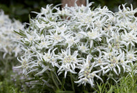 Meet Leontopodium Alpinum. The common name for this is Edelweiss . Stargazer Exotics is proud to offer the freshest of rare plant seeds. Other Common names for this rare Other Rare Plants are: Leontopodium nivale (also known as Snow-rose or Silver Star). Check this Edelweiss  (Amaranthus tricolor) out along with all of our Other Rare Plants seeds here at Stargazer Exotics. We ship these Other Rare Plants seeds from Canada to anywhere in the World.
