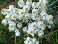 Meet  Anaphalis Margaritacea.The common name for this is Pearly Everlasting. Stargazer Exotics is proud to offer the freshest of rare plant seeds. Other Common names for this rare Other Rare Plants are : Anaphalis, Pearly Immortelle, Pearly Cottonweed, Western Pearly Everlasting. Check this Pearly Everlasting (Anaphalis Margaritacea) out along with all of our Other Rare Plants seeds here at Stargazer Exotics. We ship these Other Rare Plants seeds from Canada to anywhere in the World.
