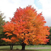 Sugar Maple - Maple Syrup Tree