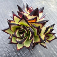 Meet Echeveria agavoides ‘Ebony’. The common name for this is Ebony Lipstick Echeveria. Stargazer Exotics is proud to offer the freshest of rare plant seeds. Other Common names for this rare Succulent are: Lipstick Echeveria, Black Prince Echeveria, Echeveria 'Black Knight'. Check this Ebony Lipstick Echeveria (Echeveria agavoides ‘Ebony’) out along with all of our other Succulent plant seeds here at Stargazer Exotics. We ship these Succulent seeds from Canada to anywhere in the World.
