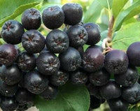 Meet Aronia Melanocarpa. The common name for this isBlack Chokecherry. Stargazer Exotics is proud to offer the freshest of rare plant seeds. Other Common names for this rare Other Rare Plants are: Black Chokecherry, Wild Black Cherry, Aronia melanocarpa. Check this Black Chokecherry (Aronia Melanocarpa) out along with all of our other Other Rare Plants plant seeds here at Stargazer Exotics. We ship these Other Rare Plants seeds from Canada to anywhere in the World.
