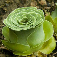 Meet Greenovia aurea / Aeonium aureum. The common name for this is Green Rose Buds. Stargazer Exotics is proud to offer the freshest of rare plant seeds.Other Common names for this rare Succulent are: Emerald Rose, Chartreuse Rose, Green Ice. Check this Green Rose Buds (Greenovia aurea / Aeonium aureum) out along with all of our other Succulent plant seeds here at Stargazer Exotics. We ship these Succulent seeds from Canada to anywhere in the World.