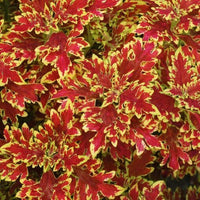 Meet Coleus scutellarioides 'blaze'. The common name for this is Wild Fire Blaze Coleus. Stargazer Exotics is proud to offer the freshest of rare plant seeds. Other Common names for this rare Other Rare Plants are: Flame Nettle, Painted Nettle, Coleus Blumei, Wizard Coleus Check this Wild Fire Blaze Coleus (Coleus scutellarioides 'blaze'') out along with all of our Other Rare Plants seeds here at Stargazer Exotics. We ship these Other Rare Plants seeds from Canada to anywhere in the World.
