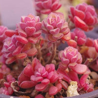 Meet Sedum versadense. The common name for this is Spring Miracle Sedum  Stonecrop. Stargazer Exotics is proud to offer the freshest of rare plant seeds. Other Common names for this rare Succulent are:  Goldmoss Stonecrop, Sedum kamtschaticum, Kamtschaticum Stonecrop, Stonecrop Plan. Check this Spring Miracle Sedum  Stonecrop (Sedum versadense) out along with all of our other Succulent plant seeds here at Stargazer Exotics. We ship these Succulent seeds from Canada to anywhere in the World.
