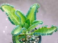 Meet Kalanchoe daigremontiana / Bryophyllum daigremontianum. The common name for this is Mother of Thousands. Stargazer Exotics is proud to offer the freshest of rare plant seeds. Other Common names for this rare Succulent are: Chandelier Plant, Alligator Plant.  Check this Mother of Thousands (Kalanchoe daigremontiana / Bryophyllum daigremontianum) out along with all of our other Succulent plant seeds here at Stargazer Exotics. We ship these Succulent seeds from Canada to anywhere in the World.
