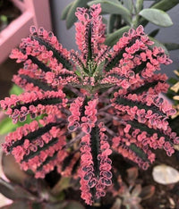 Meet Kalanchoe x houghtonii. The common name for this is Pink Butterflies - Mother of Thousands. Stargazer Exotics is proud to offer the freshest of rare plant seeds. Other Common names for this rare Succulent are: Pink mother of thousands, Pink alligator plant, Pink kalanchoe. Check this Pink Butterflies - Mother of Thousands (Kalanchoe x houghtonii) out along with all of our other Succulent plant seeds here at Stargazer Exotics. We ship these Succulent seeds from Canada to anywhere in the World.
