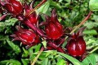 Meet Hibiscus sabdariffa. The common name for this is Roselle Hibiscus. Stargazer Exotics is proud to offer the freshest of rare plant seeds. Other Common names for this rare Other Rare Plants are : Florida cranberry, Red sorrel. Check this Roselle Hibiscus (Hibiscus sabdariffa) out along with all of our Other Rare Plants seeds here at Stargazer Exotics. We ship these Other Rare Plants seeds from Canada to anywhere in the World.
