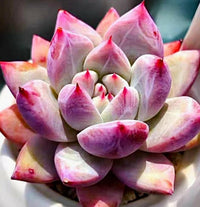 Meet Echeveria corata f. Tapalpa. The common name for this is Tapalpa Echeveria. Stargazer Exotics is proud to offer the freshest of rare plant seeds. Other Common names for this rare Succulent are: Echeveria Tapalpa, Mexican Hen and Chicks, Hens and Chicks, Tapalpa Hen and Chicks. Check this Tapalpa Echeveria (Echeveria corata f. Tapalpa) out along with all of our other Succulent plant seeds here at Stargazer Exotics. We ship these Succulent seeds from Canada to anywhere in the World.
