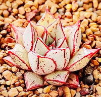 Meet Echeveria purpusorum f. white. The common name for this is Purple Echeveria. Stargazer Exotics is proud to offer the freshest of rare plant seeds. Check this Purple Purple Echeveria (Echeveria purpusorum f. white) out along with all of our other Succulent plant seeds here at Stargazer Exotics. We ship these Succulent seeds from Canada to anywhere in the World.
