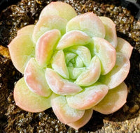 Meet Echeveria alba X Echeveria laui. The common name for this is Echeveria Hybrid 1. Stargazer Exotics is proud to offer the freshest of rare plant seeds. Other Common names for this rare Succulent are: White Ghost Echeveria, Snowball Echeveria, Pearl Echeveria, Silver Echeveria. Check this Echeveria Hybrid 1 (Echeveria alba X Echeveria laui) out along with all of our other Succulent plant seeds here at Stargazer Exotics. We ship these Succulent seeds from Canada to anywhere in the World.
