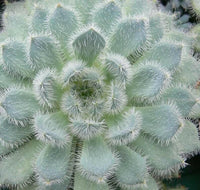 Meet Lens culinaris puyensis. The common name for this is Frosted and Fuzzy Echeveria. Stargazer Exotics is proud to offer the freshest of rare plant seeds. Check this Frosted and Fuzzy Echeveria (Lens culinaris puyensis) out along with all of our other Heirloom Vegetable and Rare Finds Trees plant seeds here at Stargazer Exotics. We ship these Heirloom Vegetable and Rare Finds seeds from Canada to anywhere in the World.
