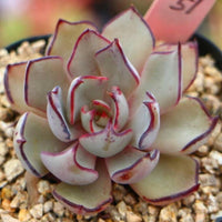 Meet Echeveria Strictiflora 'Nova'. The common name for this is Savior Echeveria 'Nova'. Stargazer Exotics is proud to offer the freshest of rare plant seeds. Other Common names for this rare Succulent are: Red Nova echeveria, Crimson echeveria. Check this Savior Echeveria 'Nova' (Echeveria Strictiflora 'Nova') out along with all of our other Succulent plant seeds here at Stargazer Exotics. We ship these Succulent seeds from Canada to anywhere in the World.
